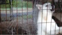  ?? Korea Times photo by Choi Won-suk ?? A dog inside a cage at a dog farm
