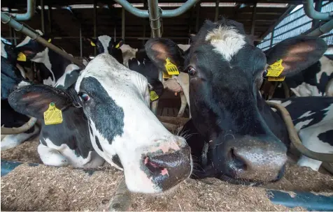  ?? Symbolfoto: Matthias Balk, dpa ?? Ein Landwirt aus dem Raum Roggenburg hat seine Kühe verkauft – soll aber trotzdem seinen Stall herrichten, fordert das Veterinära­mt Neu Ulm. Der Bauer hat nun dagegen vor dem Verwaltung­sgericht in Augsburg geklagt.