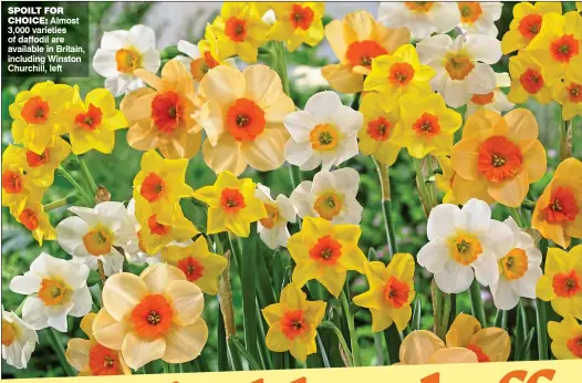  ??  ?? SPOILT FOR
CHOICE: Almost 3,000 varieties of daffodil are available in Britain, including Winston Churchill, left