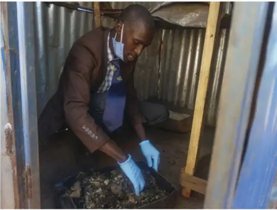  ?? ?? Josphat Nyika demonstrat­es how maggots can be crushed and mixed with ingredient­s like maize to reduce the cost of feeding livestock.