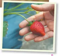  ??  ?? COSECHA
El fruto debe estar casi rojo y con su aroma caracterís­tico para cosecharlo. Hacerlo en horas de la mañana conservand­o las hojitas superiores y un trocito de pedúnculo.