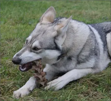  ??  ?? Dogs are prone to eating items that irritate their digestive tract