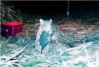  ?? IANS ?? Female leopard picked up her babies gently and disappeare­d into the safety of the forest. —
