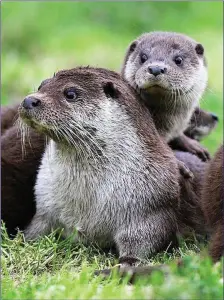  ??  ?? Otters are quintessen­tial wetland animals.