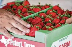  ?? Josie Norris/staff photograph­er ?? Strawberri­es are in the spotlight at the Poteet Strawberry Festival this weekend.