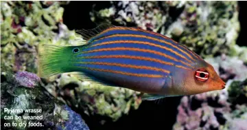  ?? ?? Pyjama wrasse can be weaned on to dry foods.