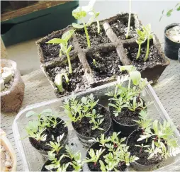  ??  ?? If you use seeds rather than seedlings, you’ll get a lot more plants. “Some packets have 100 seeds,” community horticultu­rist Brooke Edmunds points out.