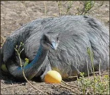  ?? CEDOC PERFIL ?? DIVERSIDAD. LAS ESPECIES ANIMALES ARGENTINAS SON UN PATRIMONIO NATURAL. PERO TAMBIEN SON CULTURA.