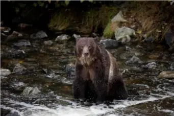  ??  ?? Go grizzly-spotting in the Canadian wilderness (Sean Scott)