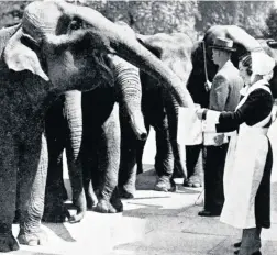  ??  ?? An elephant themed publicity stunt was staged by Bertram Mill’s Circus on a visit to Cheltenham in May 1940. Half a dozen young jumbos were marched along to the Town Hall where a female attendant brought out jugs of spa water for them to guzzle