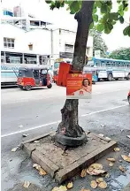  ?? ?? The paving around the tree is up to the trunk, while a tyre used to provide protection when the tree was young has not been removed. Photograph­ed on Union Place in Colombo in January 2020