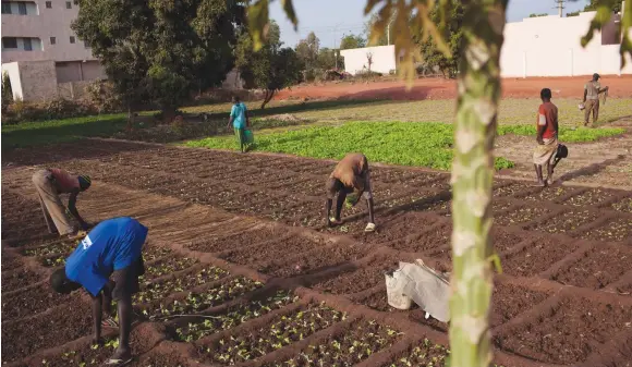  ?? (Joe Penney/Reuters) ?? URBAN FARMERS grow lettuce on a small patch of land in Bamako, Mali.