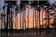 ?? SUBMITTED PHOTO/FRED WEYMAN ?? Fred Weyman’s “Pines Sunset” at Valley Forge.