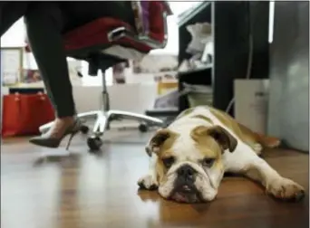  ?? LYNNE SLADKY — THE ASSOCIATED PRESS ?? Bulldog Rosie sits under the desk of her owner Barbara Goldberg, CEO of O’Connell & Goldberg Public Relations, at her office in Hollywood, Fla. Goldberg is a small business owner who believes pets improve the quality of their work life, boosting morale...