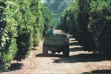  ?? Frank Wiese Los Angeles Times ?? ABELARDO HERNANDEZ at Bothwell Ranch, San Fernando Valley’s last commercial citrus grove, in 1998.