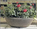  ??  ?? ROSES ARE RED: Patio roses flower profusely if kept in good light and their roots kept cool and moist