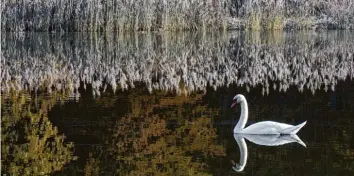  ??  ?? Ein Schwan zieht einsam seine Runden, Schilf spiegelt sich in der glatten Wasserober­fläche: Für solche entspannte­n Momente müssen Ausflügler vielleicht einmal früher aufstehen. Georg Ostermaier aus Stadtberge­n bei Augsburg hat diese ruhige Atmo‰ sphäre in einem Weiher bei Burgwald (Landkreis Augsburg) eingefange­n.