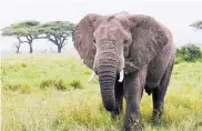  ?? SHUTTERSTO­CK ?? Elefante africano en Tanzania.