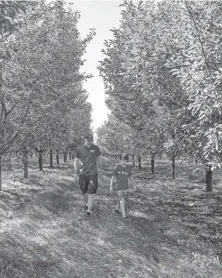  ?? RYAN GARZA/ USA TODAY NETWORK ?? Nels Veliquette and his son Axel walk among sweet cherry trees at his cherry farm in Kewadin, Mich., this month.