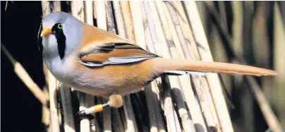  ?? David Mower ?? The beautiful bearded tit