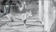  ?? NATIONAL FILM AND SOUND ARCHIVE OF AUSTRALIA ?? A screengrab shows the last known moving images of a Tasmanian tiger captured in 1935.