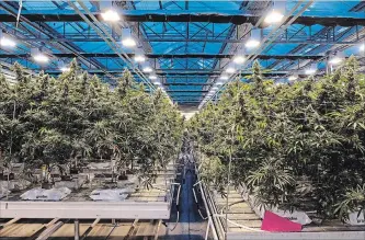  ?? GALIT RODAN BLOOMBERG ?? Cannabis plants grow at the CannTrust Holdings Inc. production facility in Fenwick.