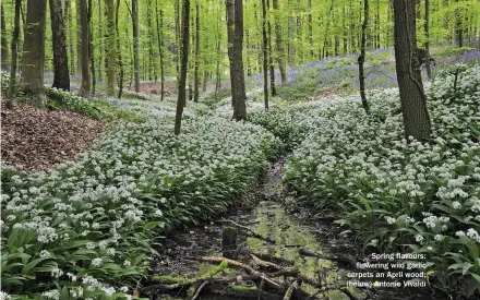  ??  ?? Spring flavours: flowering wild garlic carpets an April wood; (below) Antonio Vivaldi