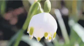  ?? ?? SNOW-STOPPER: Leucojum vernum, AKA the spring snowflake, grows to a height of 15cm or so.