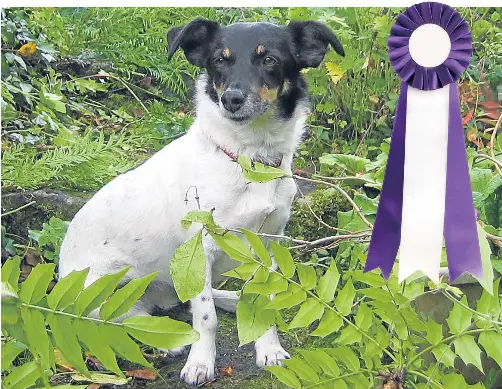 Munlochy dogs sales