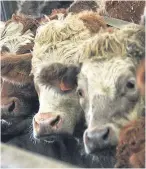  ?? Picture: Kris Miller. ?? Farmers and crofters are receiving 13% more for their cattle than a year ago, according to QMS.