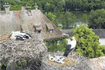  ?? FOTO: AFFENBERG SALEM ?? Schon kurz nach dem Beringen der Jungstörch­e kehren die Elterntier­e zurück an den Horst.