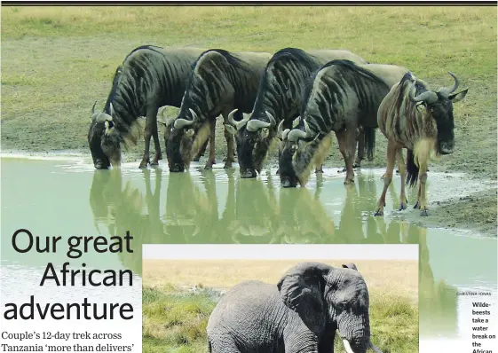  ?? CHRISTINA JONAS ?? Wildebeest­s take a water break on the African plain.