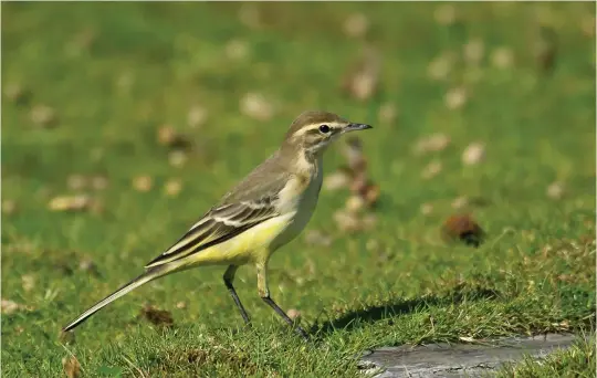  ?? ?? TWO: Western Yellow Wagtail (Seaforth NR, Lancashire, 25 August 2011). Females of many Western Yellow Wagtail taxa, especially those occurring in western Europe, are similar in appearance, and some are impossible to assign to subspecies other than by location. This late summer female in north-west England is clearly most likely to be flavissima on range alone, though flava is very similar in appearance; however, the yellow in the superciliu­m of this individual is also a good indicator of female flavissima.