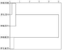  ??  ?? 图 3野生和种植黄连不同­部位蛋白含量聚类分析­树状图