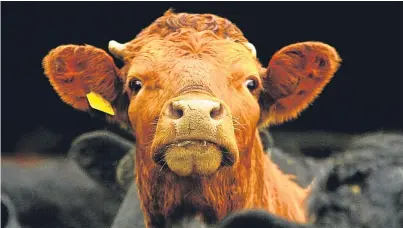  ?? Picture: PA. ?? Scotland has not suffered any cases of Bovine Spongiform Encephalop­athy (BSE) since 2009.