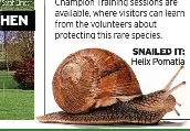CELEBRATE THE ROMAN SNAIL - PressReader