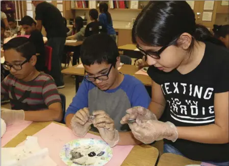  ?? WILLIAM ROLLER PHOTO ?? FROM LEFT: Michael Ramirez, Ryan Garcia and Daniela Olivares, J.W. Oakley Elementary sixth-grade students in Tim Dial's science class, learn anatomy by dissecting cow eyeballs Wednesday in Brawley.