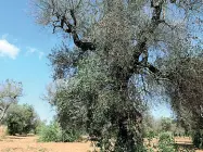  ??  ?? Piante malate La xylella è un batterio che uccide gli ulivi