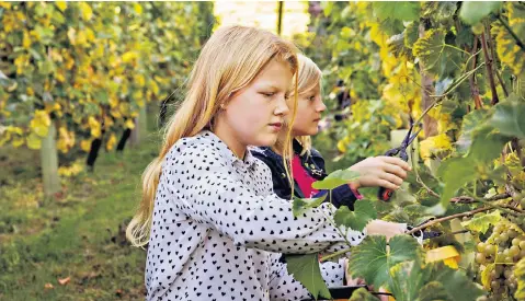  ?? ?? Pick practice: bespoke vineyard tours include activities to keep children occupied