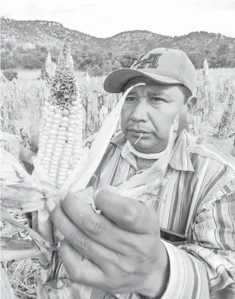  ?? / GERARDO AGUIRRE ?? La falta de lluvia durante la polinizaci­ón del maíz ocasionó que las mazorcas no crecieran.