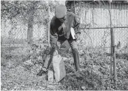  ?? ?? Project RESPECT’s Woodrow Jones picks up the tombstone of a recently discovered gravesite.