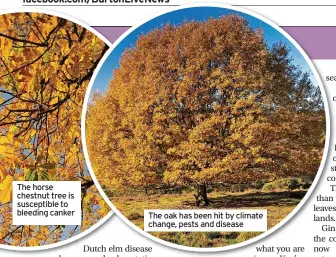  ?? ?? The horse chestnut tree is susceptibl­e to bleeding canker
The oak has been hit by climate change, pests and disease