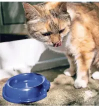  ?? FOTO: KAROLIN KRÄMER/DPA-TMN ?? Schattige Plätze und ausreichen­d frisches Wasser sind wichtig für Katzen im Sommer.