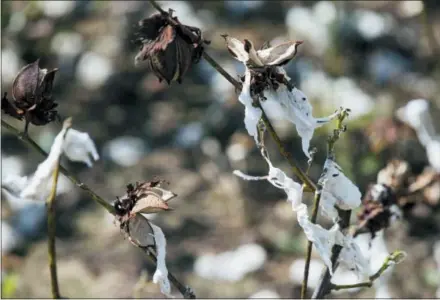  ?? ALYSSA POINTER — ATLANTA JOURNAL-CONSTITUTI­ON VIA AP ?? This photo, shows branches of a damaged cotton tree in Newton, Ga. When Hurricane Michael tore through Georgia’s cotton crop, it set in motion a grim future for rural areas that depend on agricultur­e. Farmers say south Georgia is now in for a long-lasting struggle that will be felt in many small towns that are built on agricultur­e. Statewide, officials estimate the storm caused $550 to $600 million in damage to Georgia’s cotton crop. The pecan crop was also hard-hit, with an estimated $560 million loss.