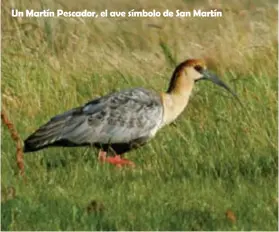  ??  ?? Un Martín Pescador, el ave símbolo de San Martín