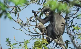  ?? Photograph: Thaung Win/German Primate Center/ AFP/Getty Images ?? The newly described Popa langur.