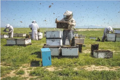  ?? Photos by Santiago Mejia / The Chronicle ?? Above: Beekeepers check hives in Bakersfiel­d. As row crops give way to nut orchards, bees are needed to pollinate. Below: Hector Orta and wife Rita Fregoso live at a farmstead, where he packages agricultur­al soil.