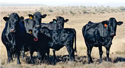 ??  ?? In dié ekstensiew­e boerdery was die Drakensber­ger kuddes e besetting die laaste 30 jaar nog nooit onder 90% nie.