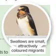  ??  ?? Swallows are small, attractive­ly coloured migrants