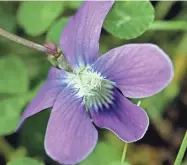  ?? HELEN COMER/DNJ ?? A wild common blue violet grows in Tennessee on April 6, 2020.